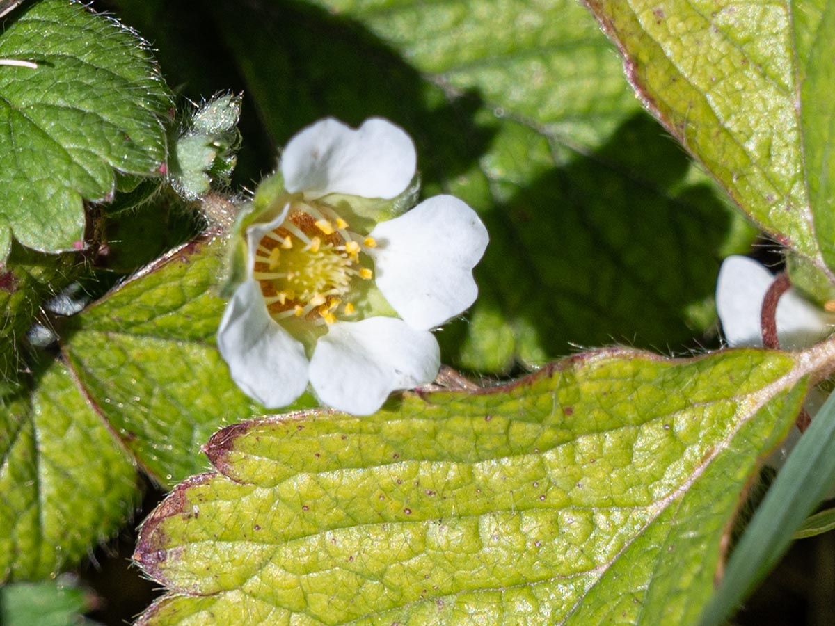 Bl&uuml;te